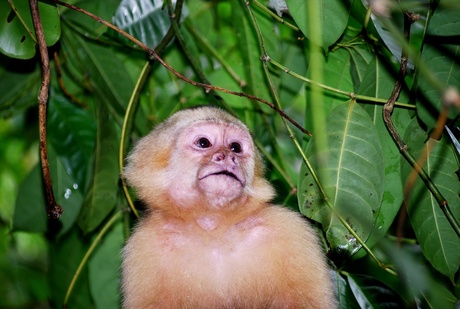 White Face Monkey