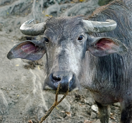 waterbuffel of carabao