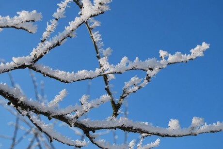 takken met sneeuw