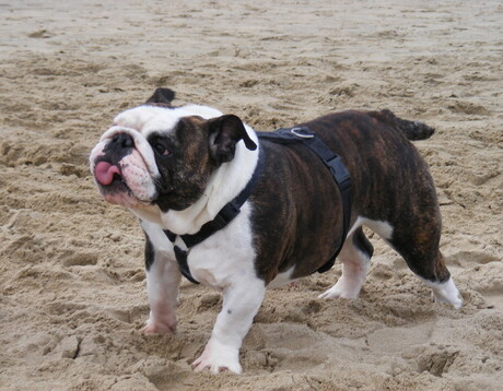 Jaida op het strand