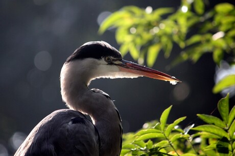 Reiger