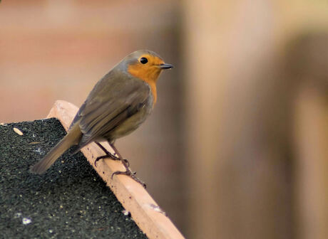 in-de tuin