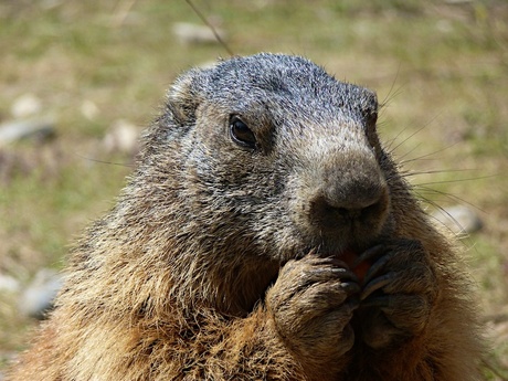 Marmot