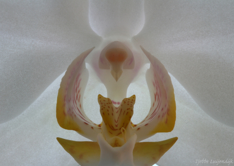 Orchidee