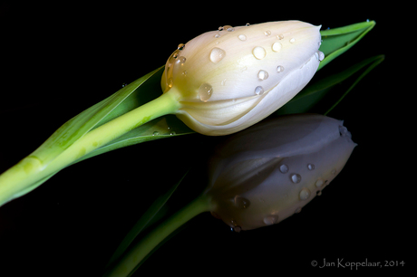 White tulip