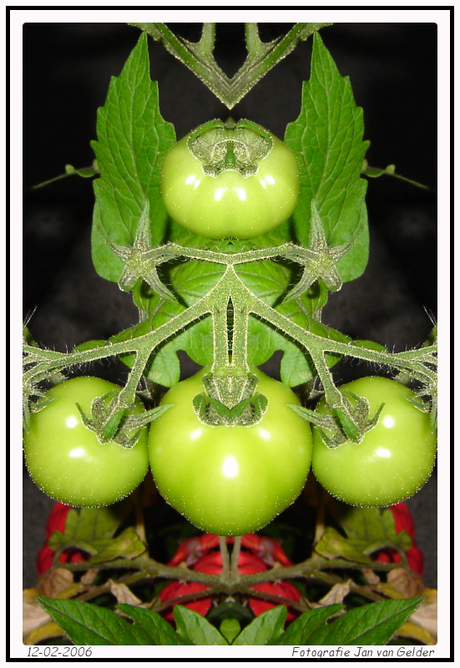 Symetrische tomaten