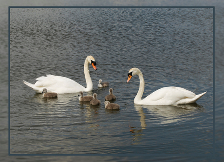 zwanen familie