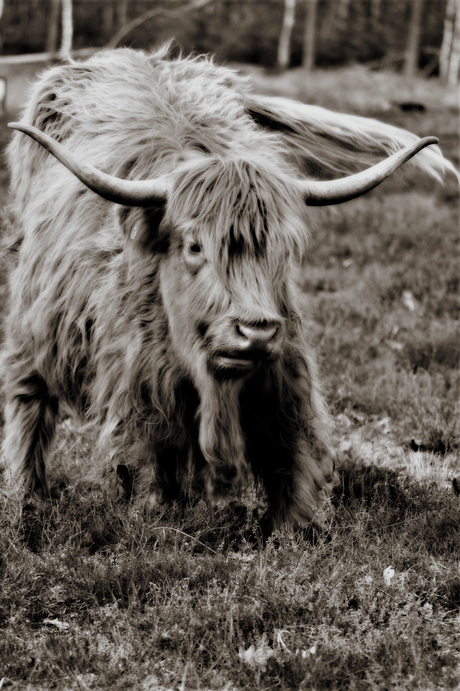 highlander in oldtimer