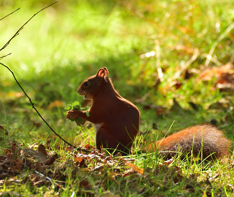 Eekhoorn op de wildhoeve