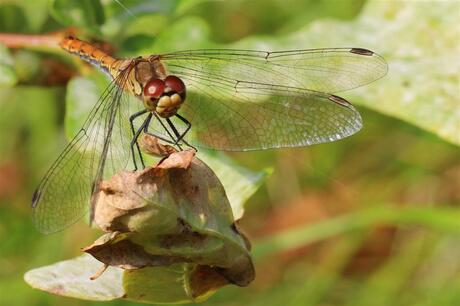 Libelle in De Schaopedobbe