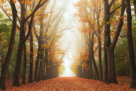 The misty tree path