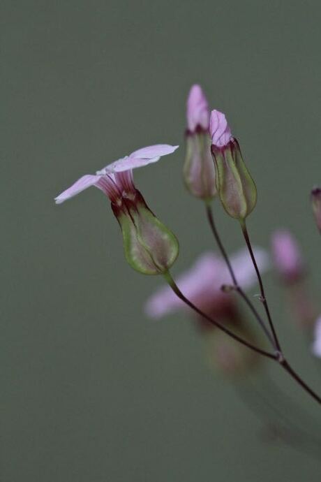 een bloem en knopje