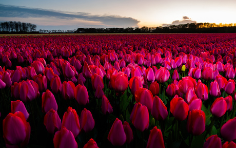 Thousands of Red Tulips (1 yellow)