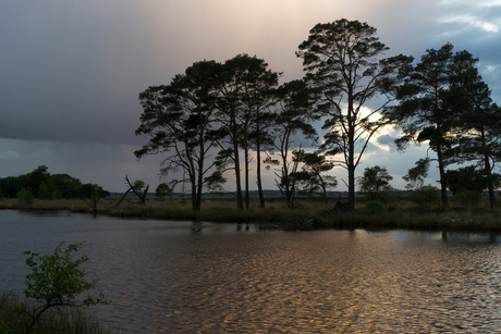 Dwingelderveld