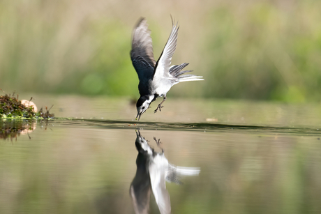 op zoek naar een meelworm