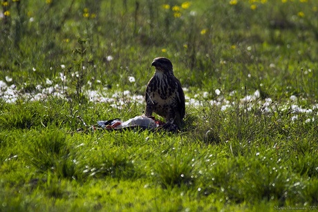 Buizerd eet een wilde eend