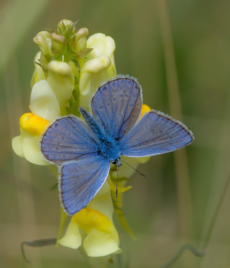 icarus blauwtje