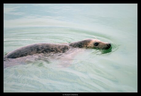 Zeehond (Grijze)