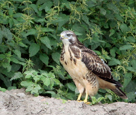 Buizerd