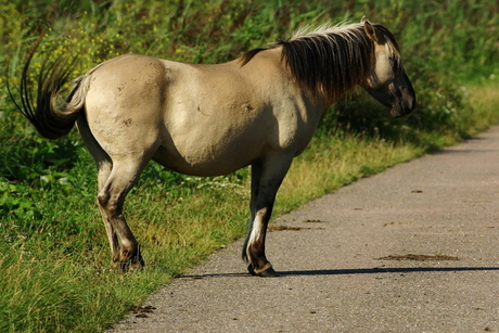 Konikspaard