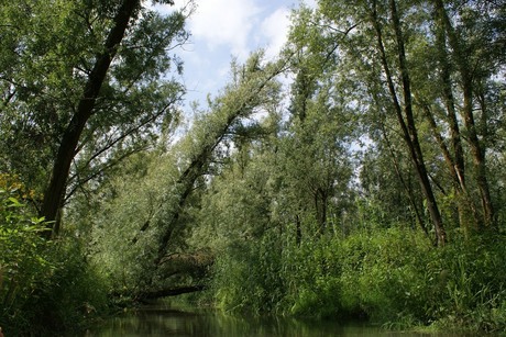 Biesbosch kano