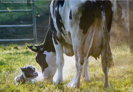 Geboren kalf