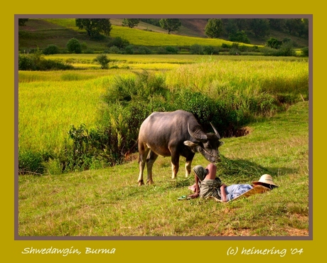 Man &amp; Waterbuffel