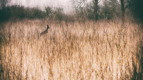 Ree in het Kotterbos