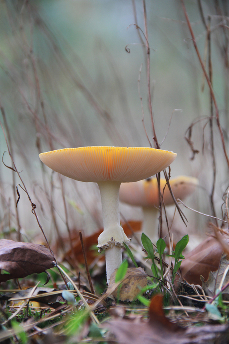 in het bos