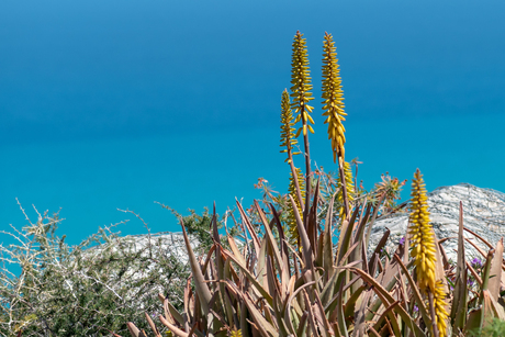 20190429_azuurblauw_met_gele_bloem