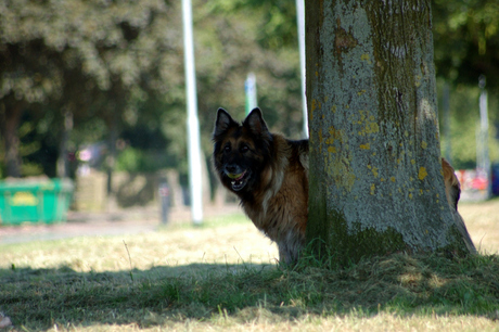 Kom dan, ik heb de bal en jij bent te langzaam....