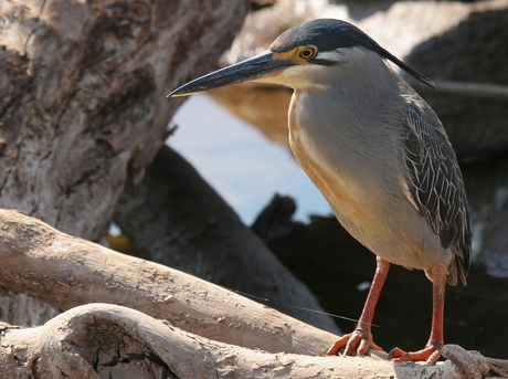 Mangrove reiger