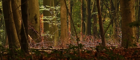 zonlicht in het bos