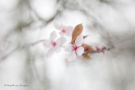 Hana・花