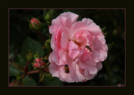pink ribbon roos