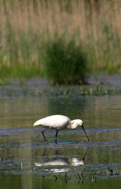 Lepelaar - Giethoorn