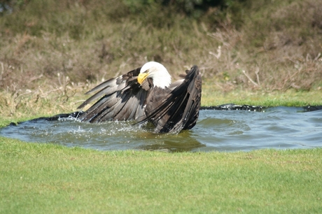 waterballet