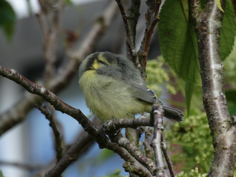 koud buiten het nest