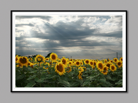 Zonnebloemen Veld