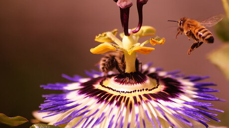 bijen op een bloem