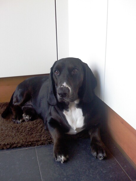 basset /cocker spaniel dody