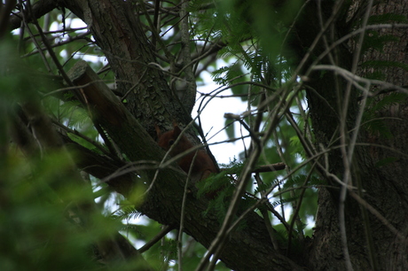 foto 3 eekhoorn