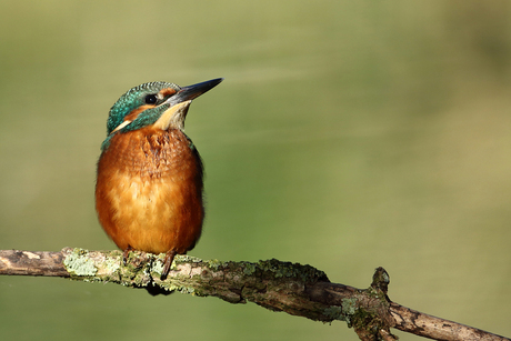 IJsvogel