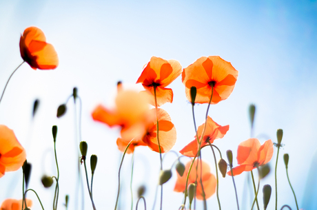 Blue Sky Poppies