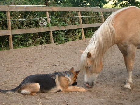 reno en rhona