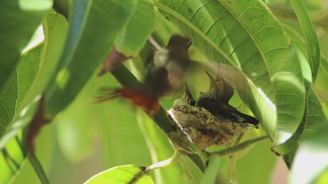 Kolibrie nestje 9 dagen oud