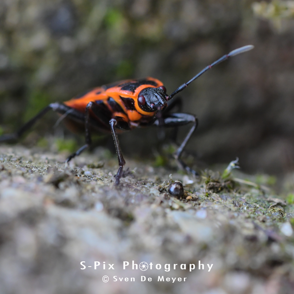 Poging tot macro 5 - - - foto door Svekke84 op 02-06-2018 - deze foto bevat: vuurwants