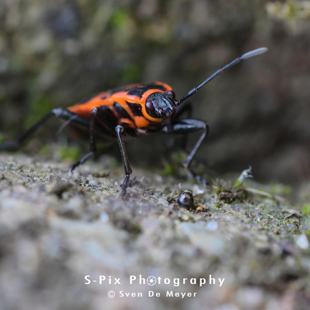 Poging tot macro 5 - - - foto door Svekke84 op 02-06-2018 - deze foto bevat: vuurwants