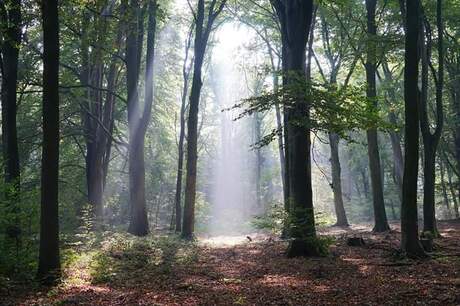 Zonnestralen