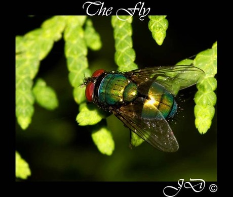 The Fly